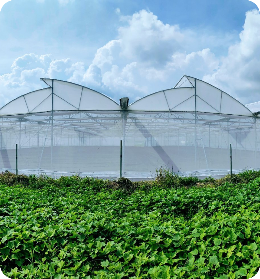 Anti-Insect Net