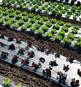 PREMIUM PLASTIC MULCH