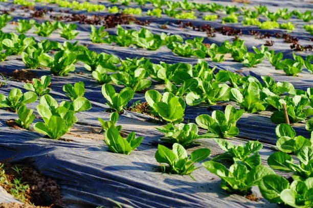 3ft. PREMIUM PLASTIC MULCH