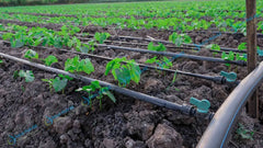 12 mil Drip Tape (Starting from $90) - Image 2