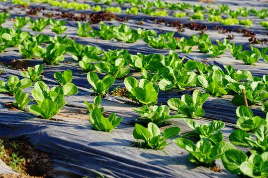 3ft. PREMIUM PLASTIC MULCH